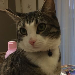 Meet your Posher, Ann-marie